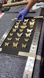 Custom Framed Gold Dead Butterfly Pin Set