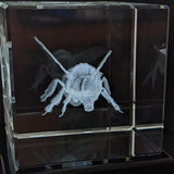 Endangered Bee Crystal Cubes